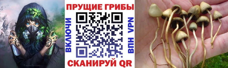 Галлюциногенные грибы мицелий  Павлово 